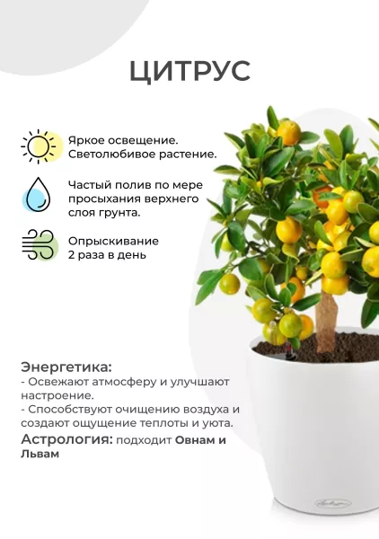 Цитрус Каламондин в CLASSICO Color 21