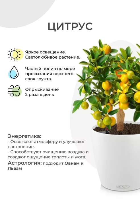 Цитрус Каламондин в CLASSICO Color 21