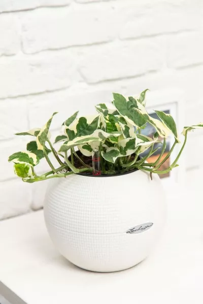 Эпипремнум Энджой 12/20 см в CUBE COLOR 14