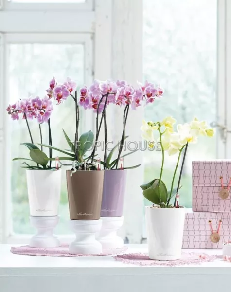 Кашпо LECHUZA DELTINI 14х18 см