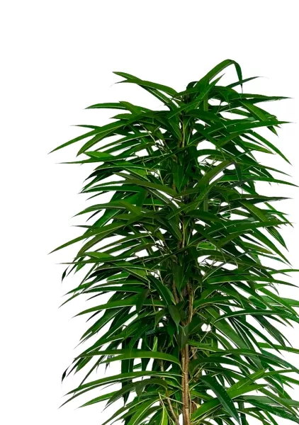 Фикус Али пирамида 46/260 см в CLASSICO COLOR 60