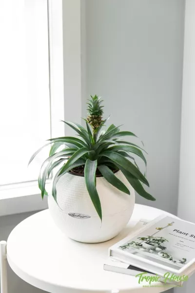 Ананас 12/40 см