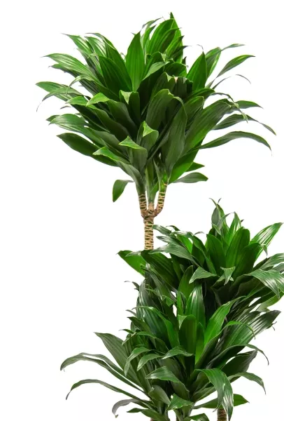 Драцена Компакта 3 ствола 21/100 см в CUBICO Color 30