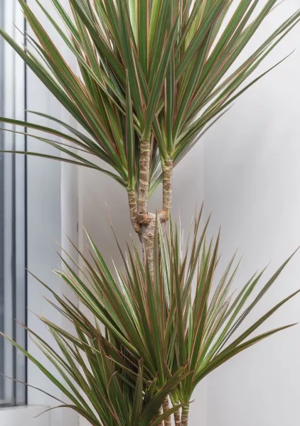 Драцена Маргината Биколор CLASSICO 35