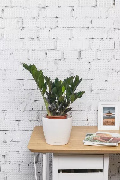 Замиокулькас Равен 15/50 см