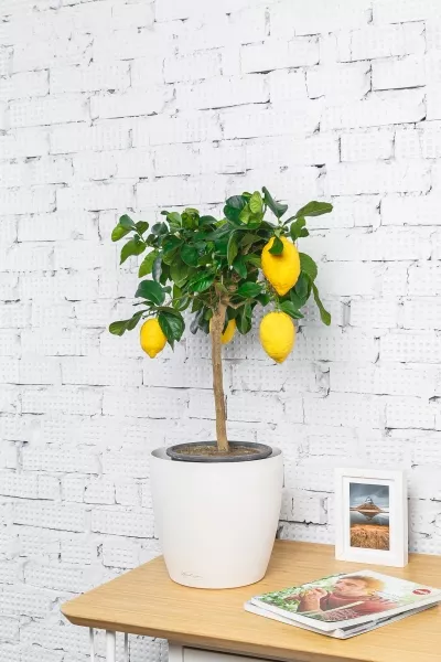 Цитрус Лимон 21/80 см