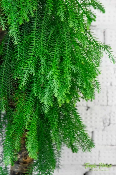 Араукария бонсай 45/140 см