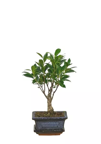 Бонсай микс 20/30 см