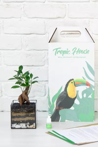 Флорариум с Бонсаем в кубе 10 см