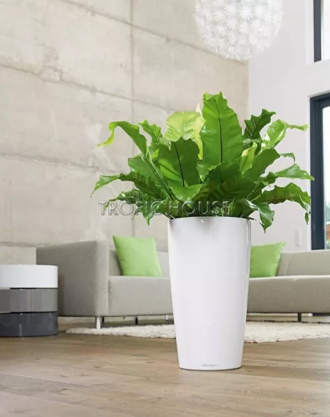 Кашпо LECHUZA RONDO 32х56 см