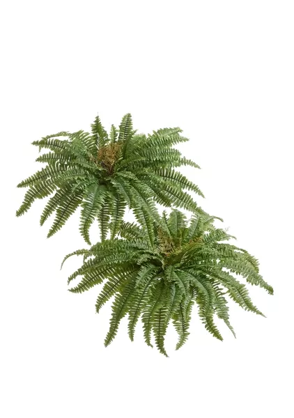 Папоротник Бостон Новый натуральный зеленый