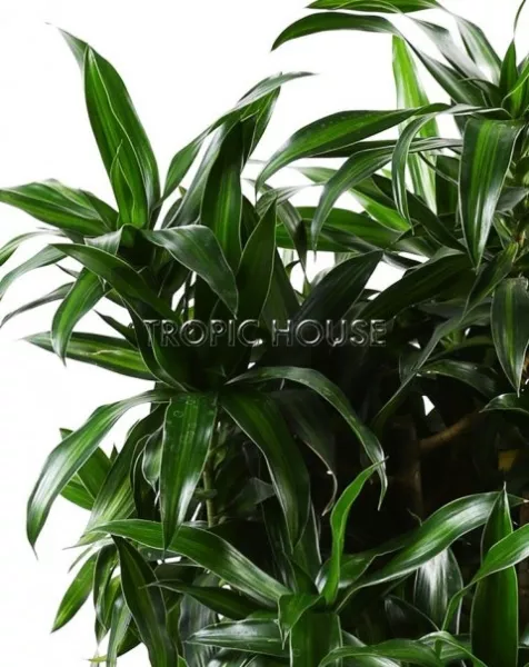 Драцена Песнь Ямайке в RONDO 40 170 см