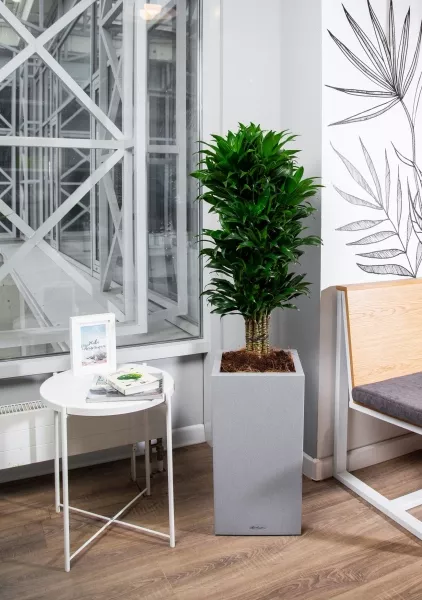 Драцена Компакта бранч в CANTO STONE HIGH 30