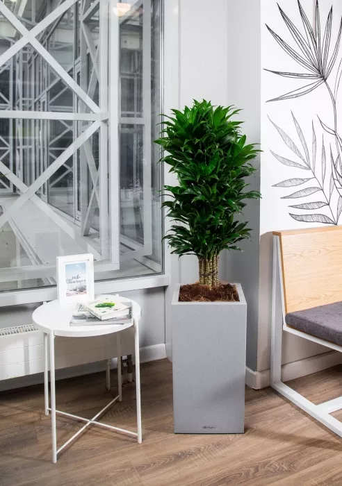 Драцена Компакта бранч в CANTO STONE HIGH 30
