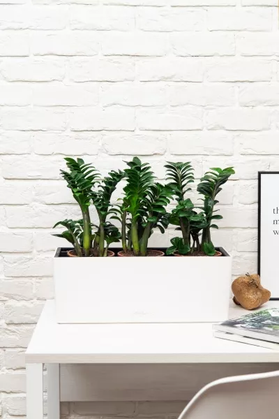 Замиокулькас Зензи в BALCONERA COLOR 50