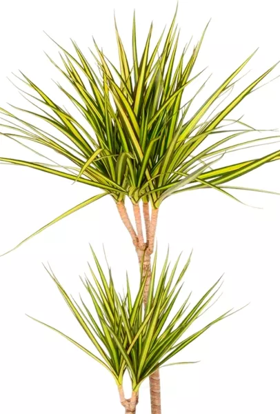 Драцена Маргината Санрей 2 ствола 17/70 см CILINDRO 23