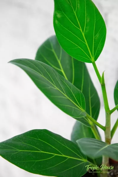 Фикус Бенгальский Одри 12/30 см