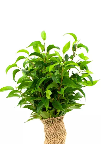 Фикус Бенджамина Наташа в джуте 12/30 см