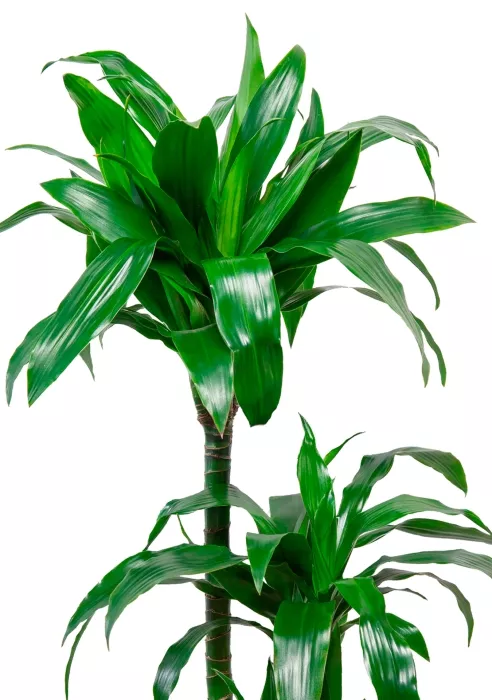 Драцена Джанет Крейг 3 ствола 26/110 см в CLASSICO COLOR 28