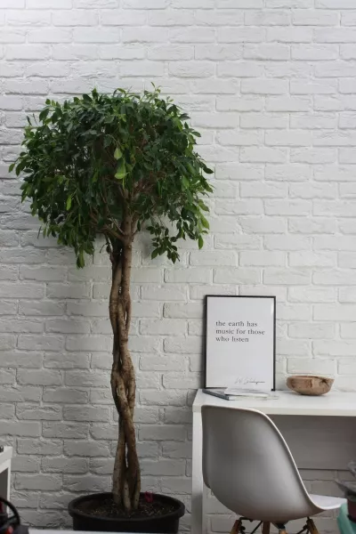 Фикус Нитида переплетенный 42/200 см в CUBICO 50