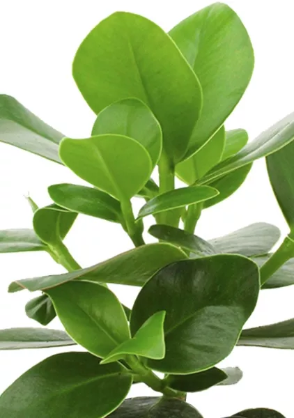 Клузия в CANTO STONE 14