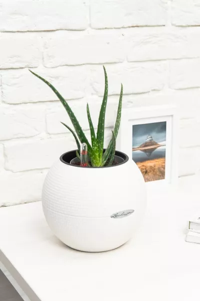 Алоэ Вера в PURO 20