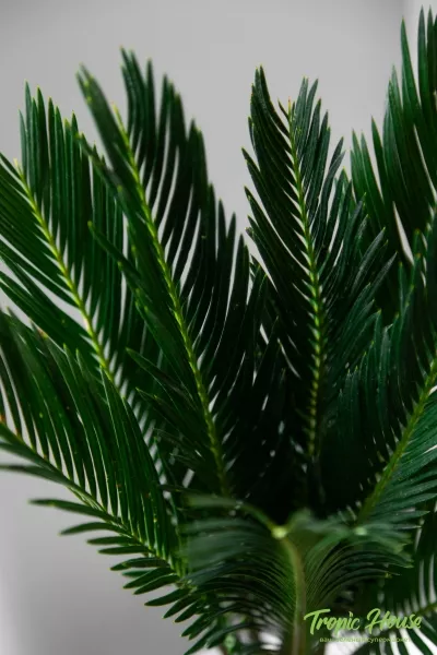 Цикас в PURO 20