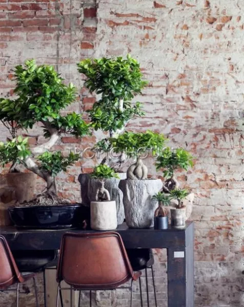 Фикус Бонсай в керамике 23/40 см