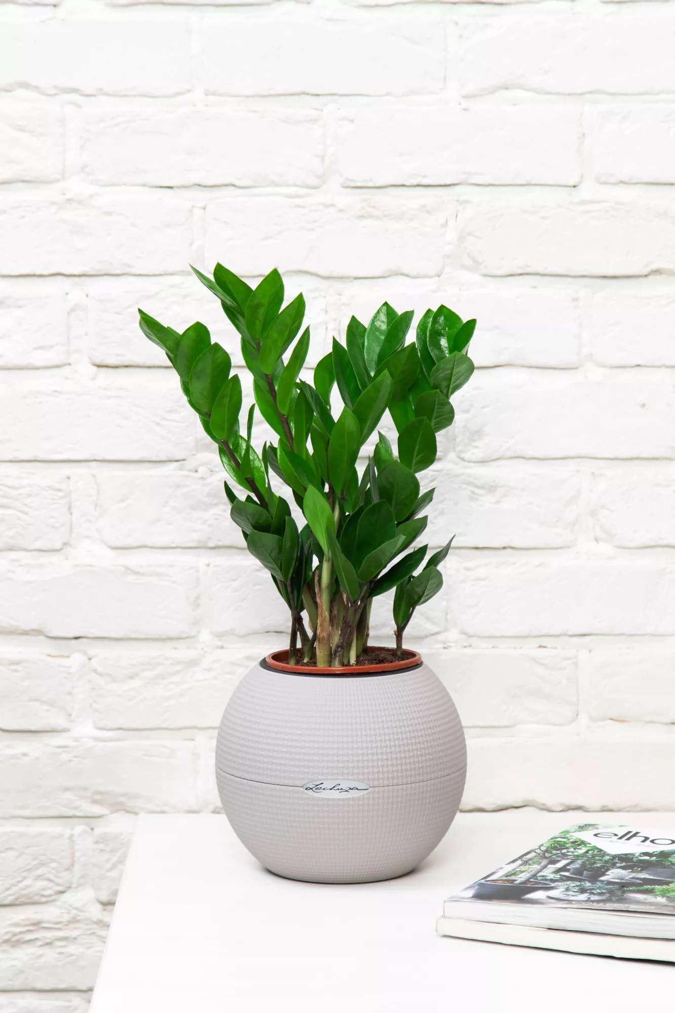 Замиокулькас 12/45 см