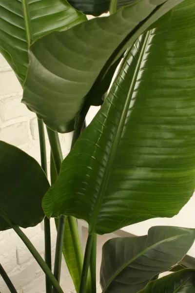 Стрелиция Николай 27/200 см в CLASSICO LS 35