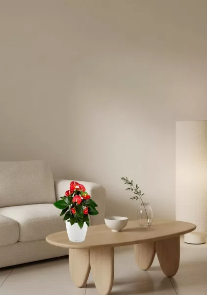 Антуриум Андрианум красный 17/60 см в CLASSICO COLOR 21