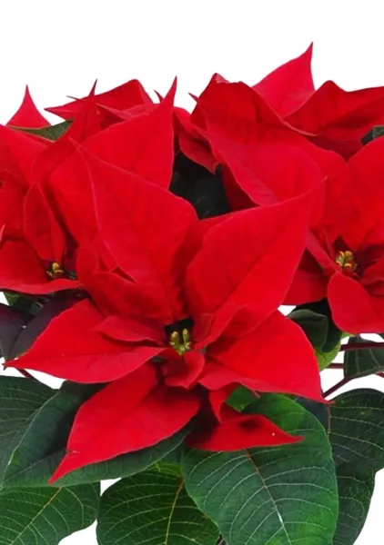 Пуансеттия 12/40 см в CUBE COLOR 14