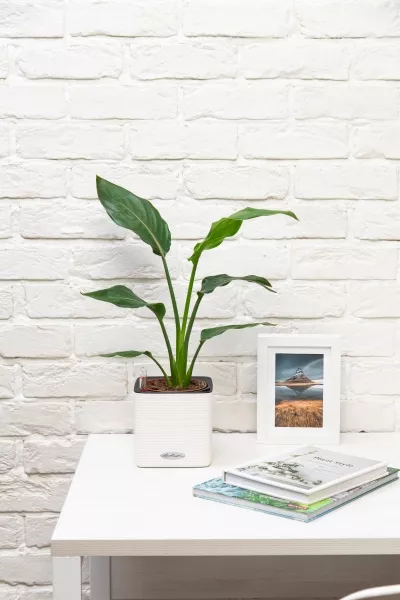 Стрелиция Регина в CUBE COLOR 14