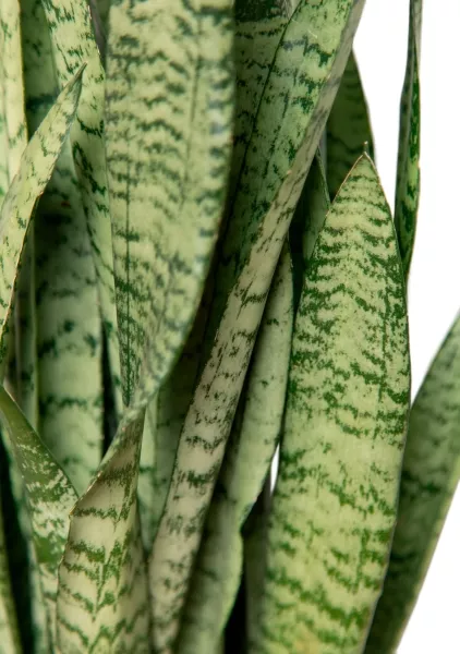 Сансевиерия Зейланика 21/70 см в CLASSICO LS 28