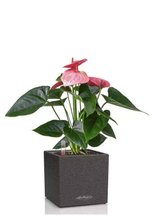 Антуриум Джоли розовый в CANTO STONE 14, графитовый черный