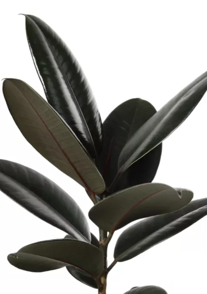 Фикус Эластика Абиджан 17/55 см в CLASSICO LS 28