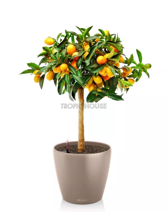 Цитрус CLASSICO 28/70 см Песочно-коричневый