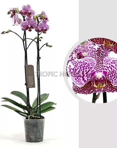 Орхидея Фаленопсис тигровая 12/60 см