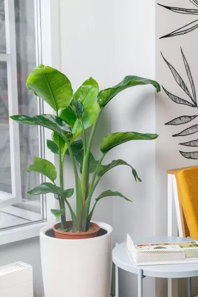 Стрелиция Николай 21/100 см в CILINDRO 32