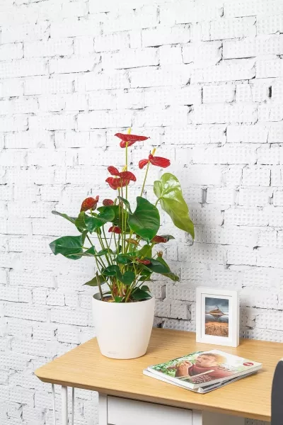 Антуриум Чемпион Красный в CLASSICO COLOR 21