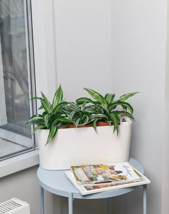 Драцена Сюрприз в DELTA 20