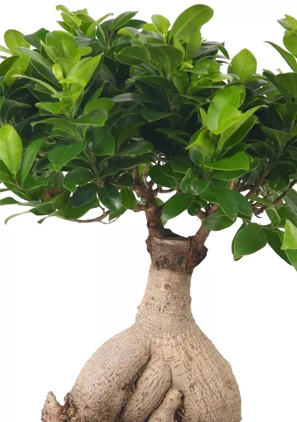 Фикус Микрокарпа бонсай в CUBE COLOR 14