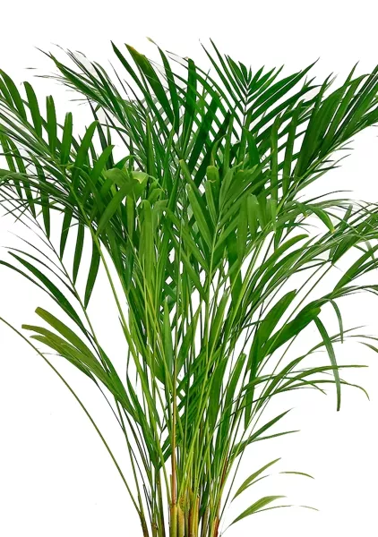 Хризалидокарпус Арека 19/120 в QUADRO LS 28