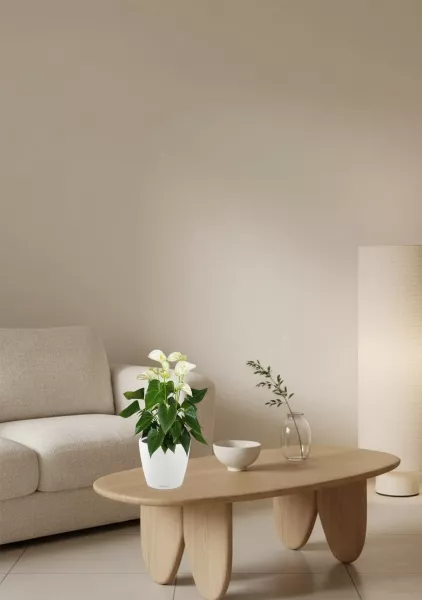 Антуриум Андрианум белый 17/60 см в CLASSICO COLOR 21