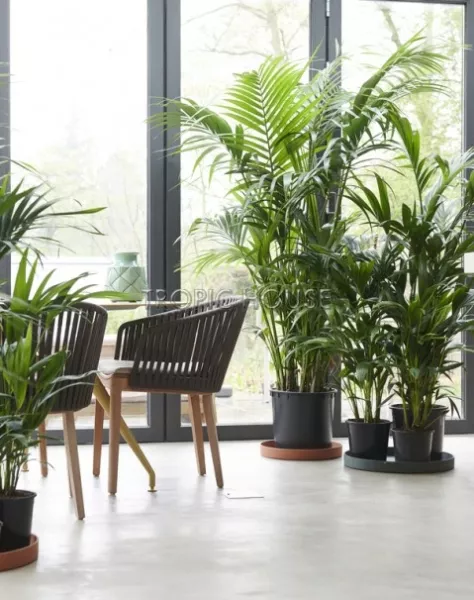 Ховея Кентия 31/220 см