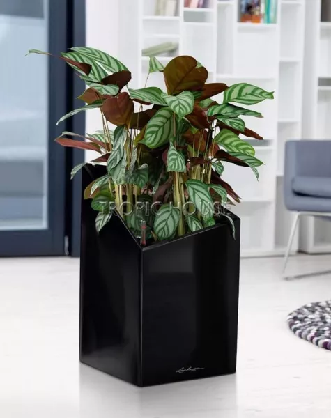 Кашпо LECHUZA CURSIVO 30х49 см