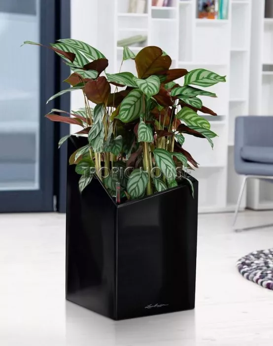 Кашпо LECHUZA CURSIVO 30х49 см