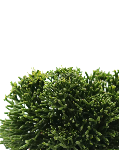 Рипсалис в CUBE COLOR TRIPLE 14