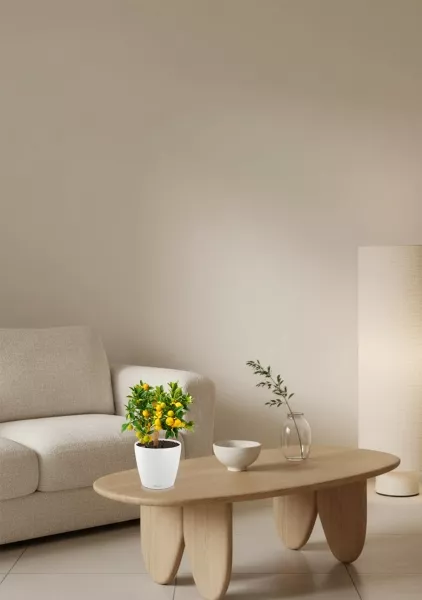 Цитрус Каламондин в CLASSICO Color 21