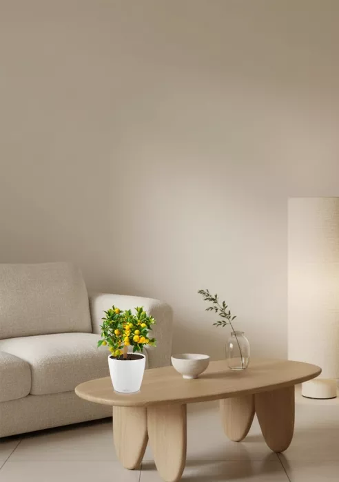 Цитрус Каламондин в CLASSICO Color 21